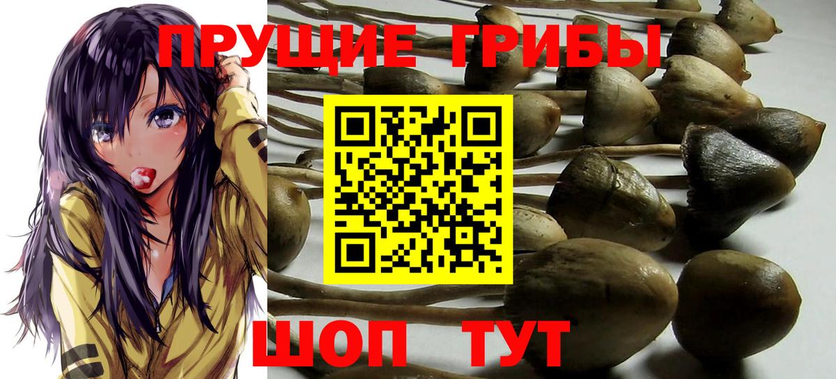 Галлюциногенные грибы Psilocybe  Пенза 